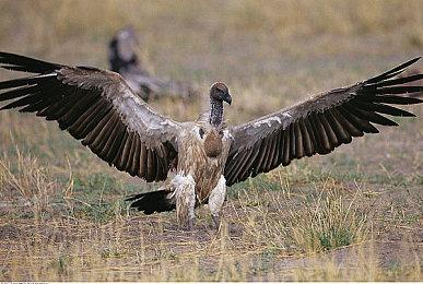 《永劫无间》职业联赛NBPL常规赛6月10日赛事